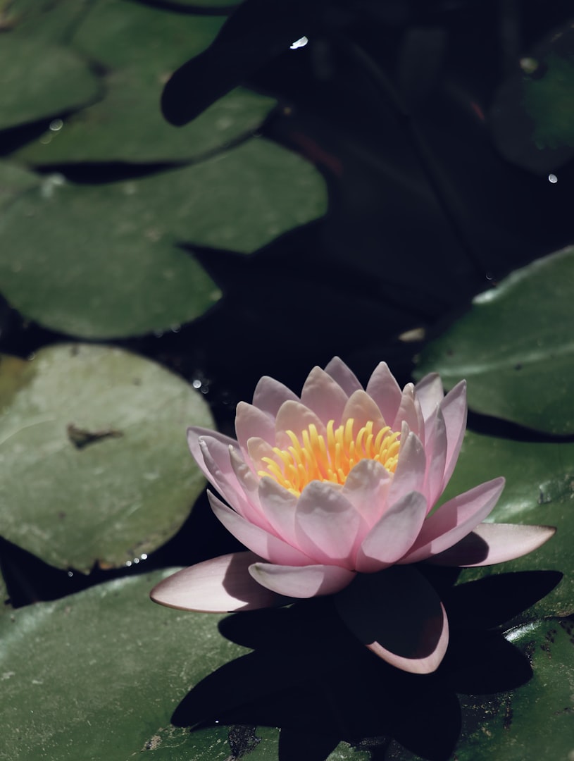 Bild på en lotusblomma