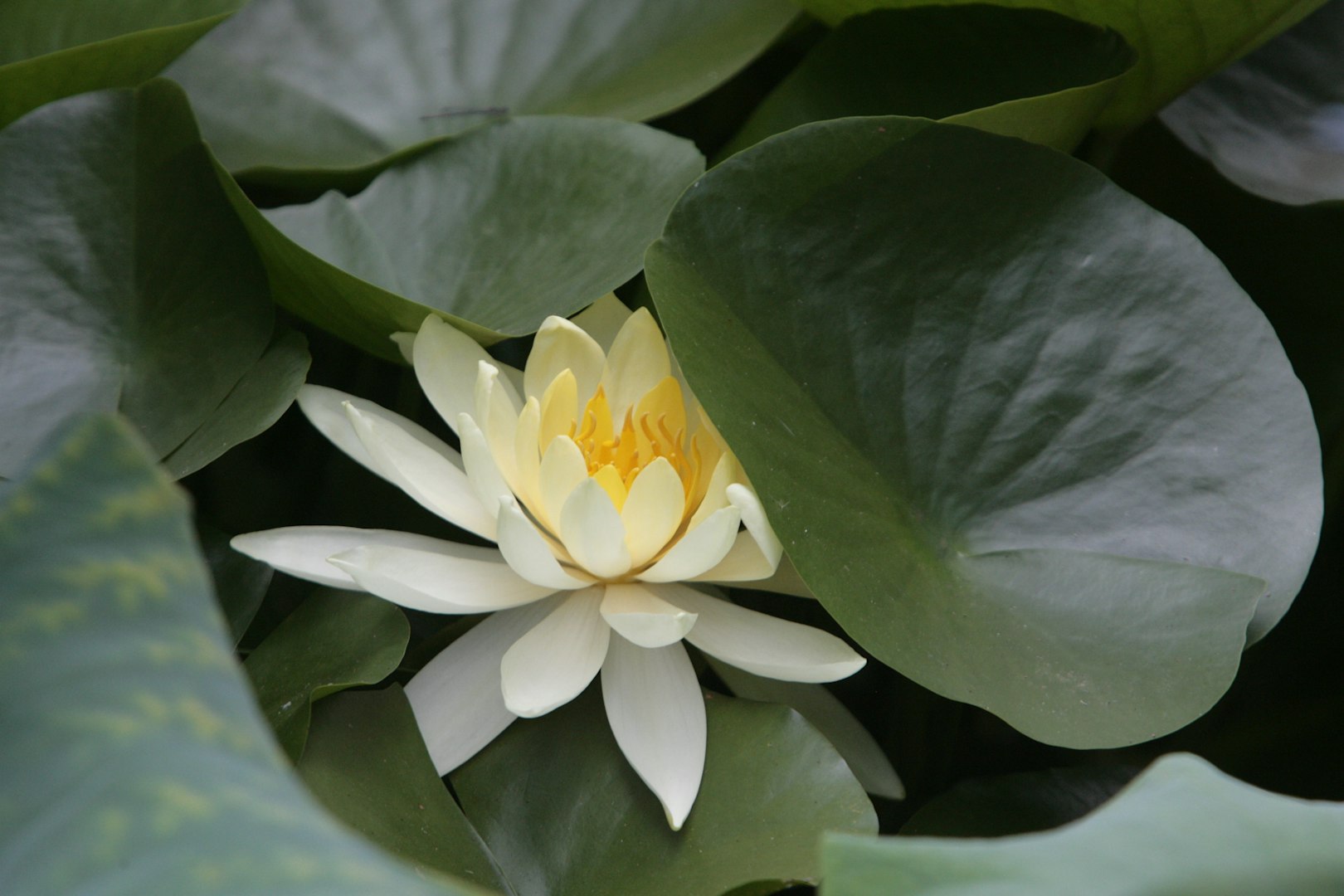 Bild på Lugnetklinikens logga